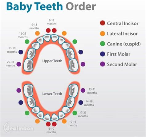 门牙|Incisor